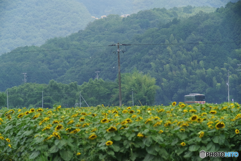 殿中（電柱）でござる！！