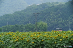 殿中（電柱）でござる！！