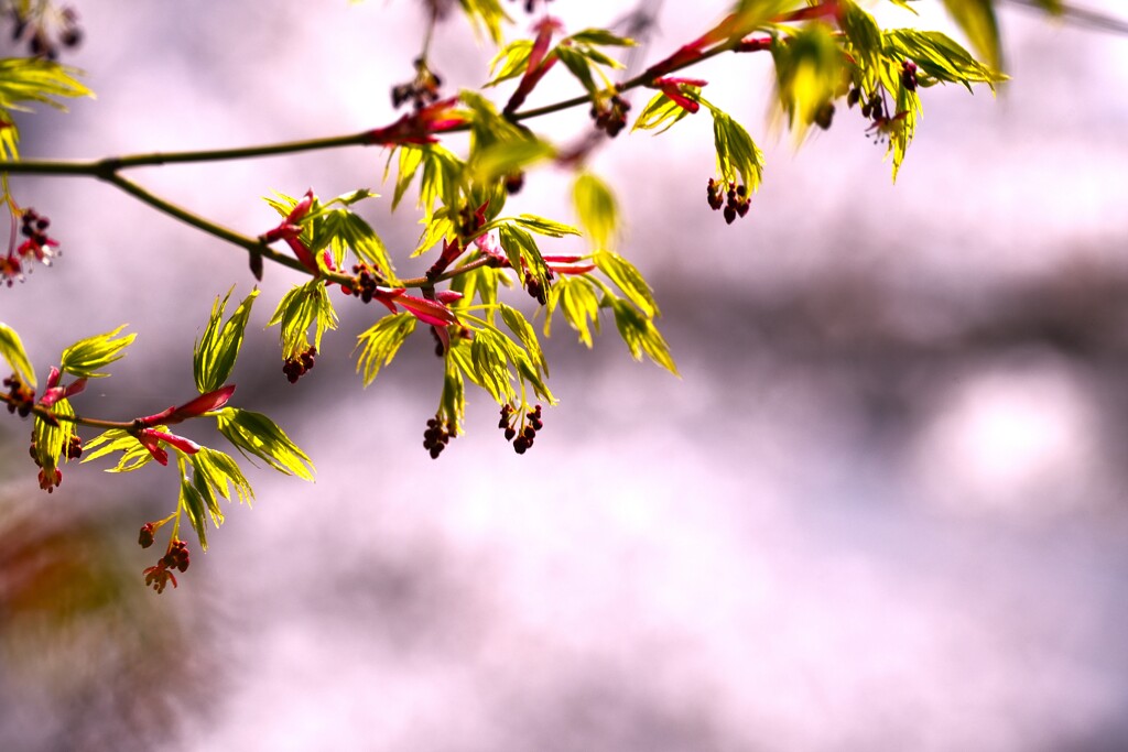 モミジの新芽　桜を背景に