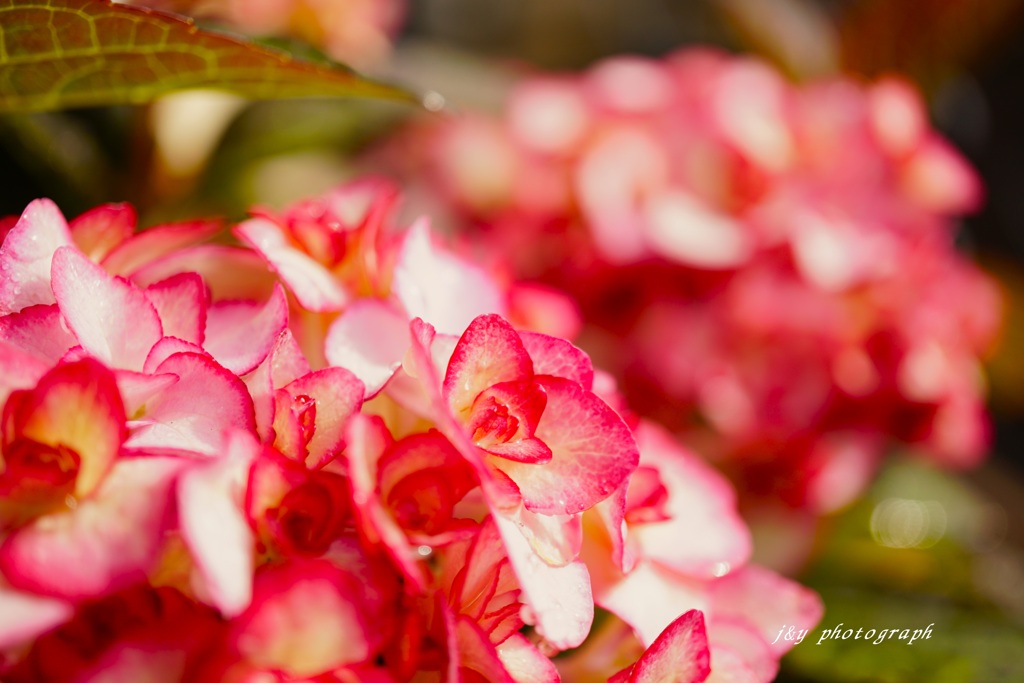 ミスサオリという名の紫陽花