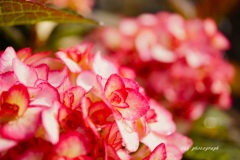 ミスサオリという名の紫陽花