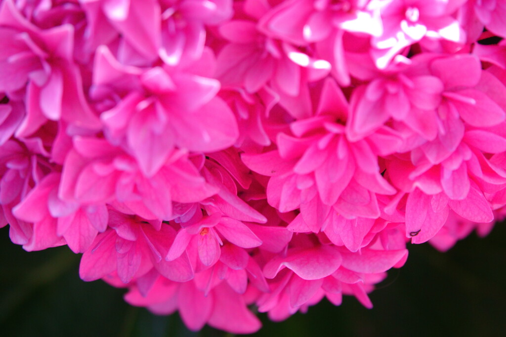 紫陽花を切り撮る