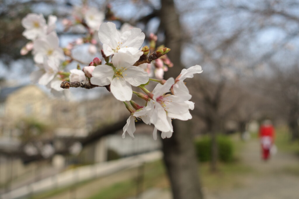 やっと開花