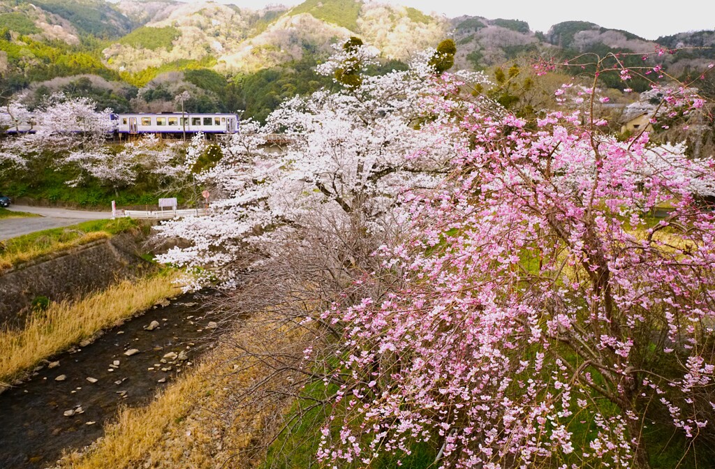 二色で咲く