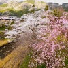 二色で咲く