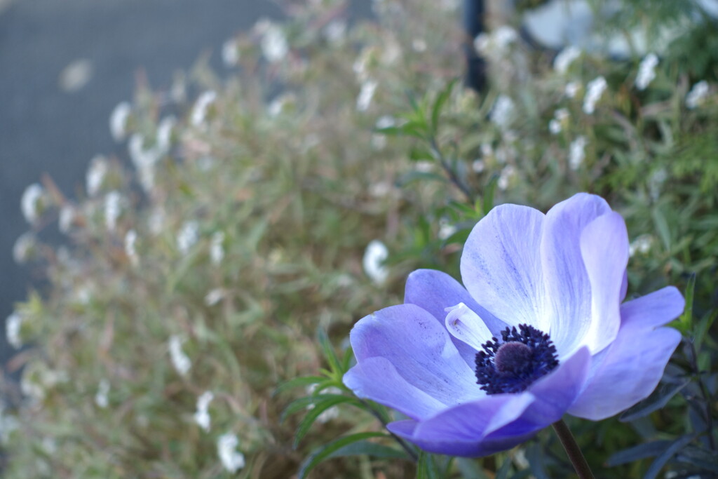 花音痴でも花を撮る