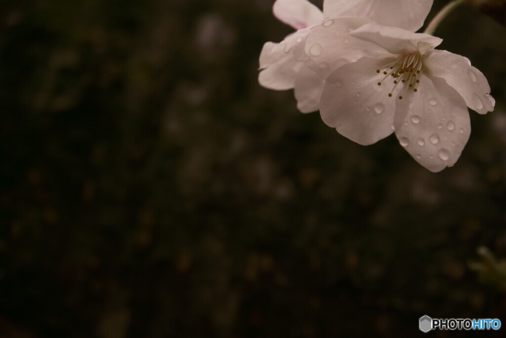雨の日