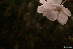 雨の日