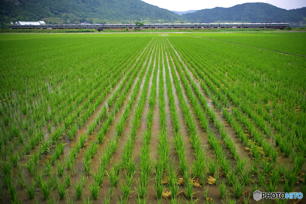 田んぼ　✖　新快速