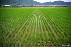 田んぼ　✖　新快速