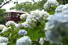 水無月の鉄道風景