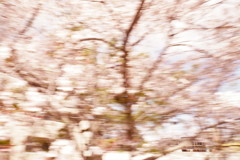 武庫川桜回廊2019③
