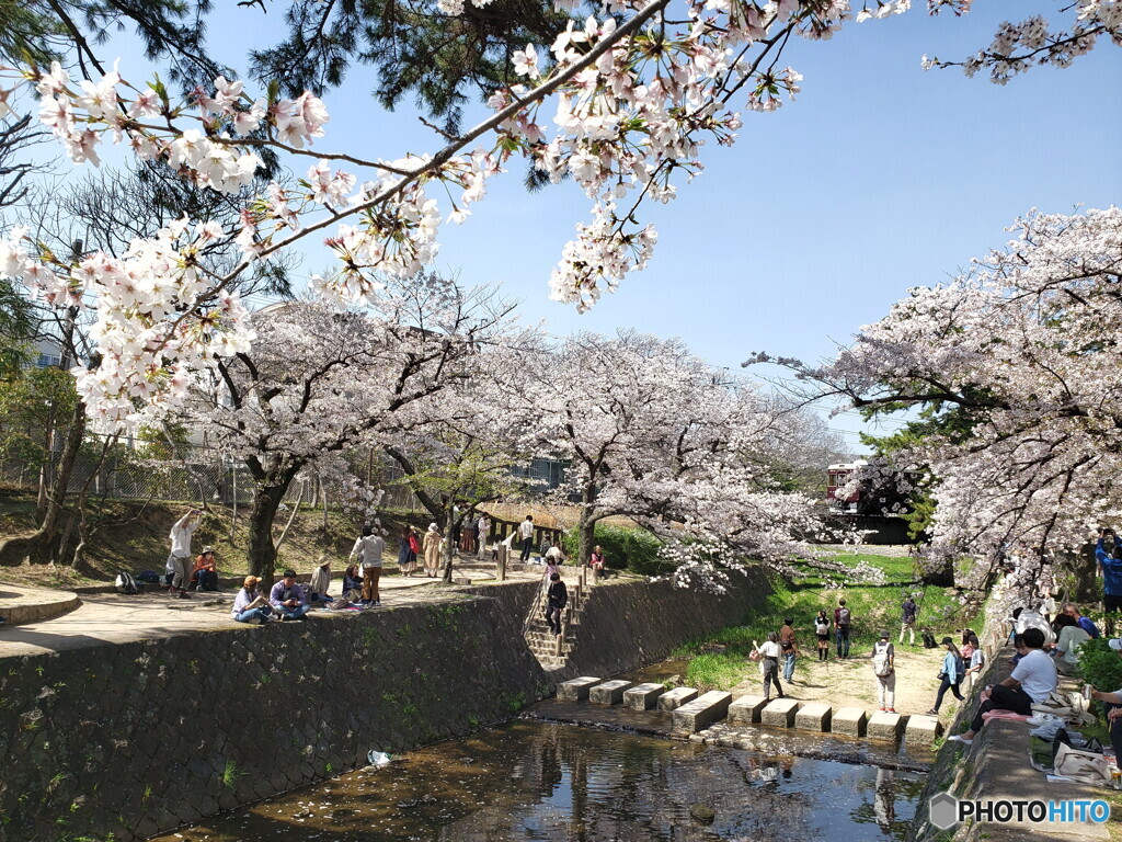 桜名所100選の阪急