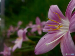 花音痴でも花を撮る