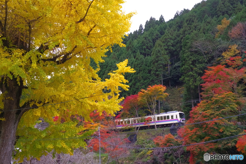 紅葉と黄葉