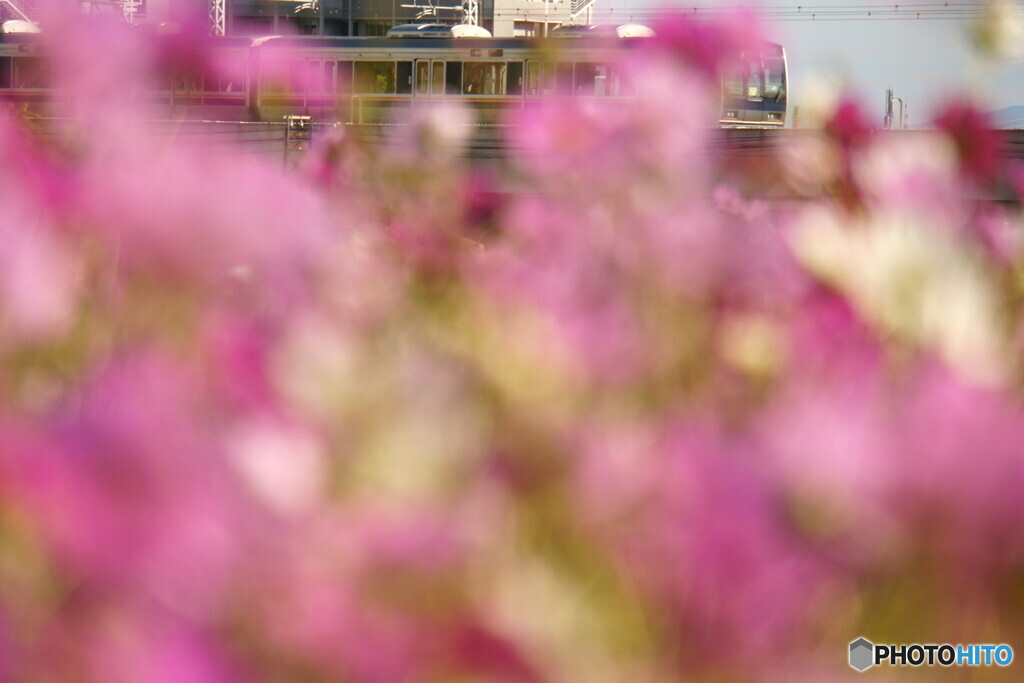 秋桜の前ボケ