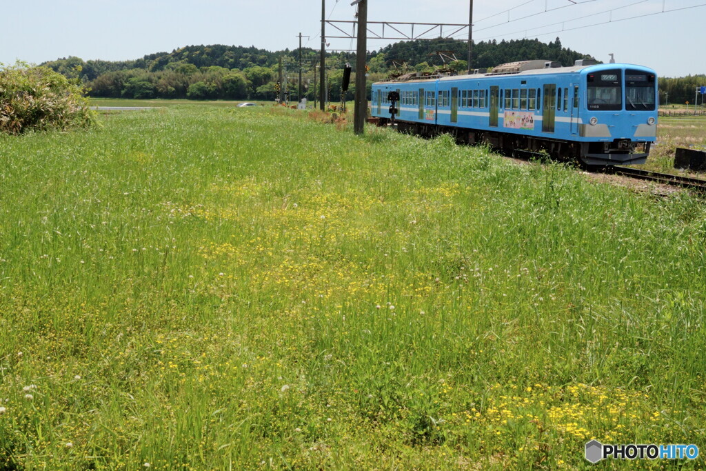 黄色い花