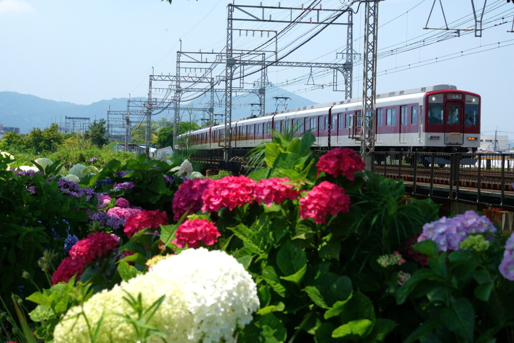 もうすぐ梅雨は明ける