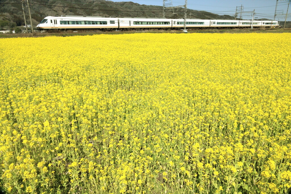 菜の花×アーバンライナー