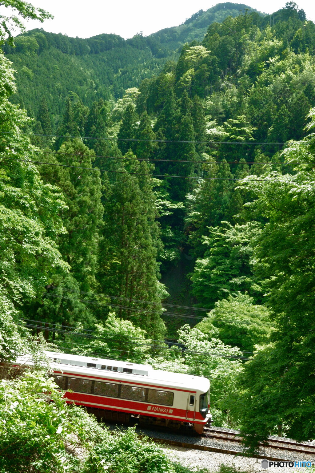 新緑の隙間から撮る