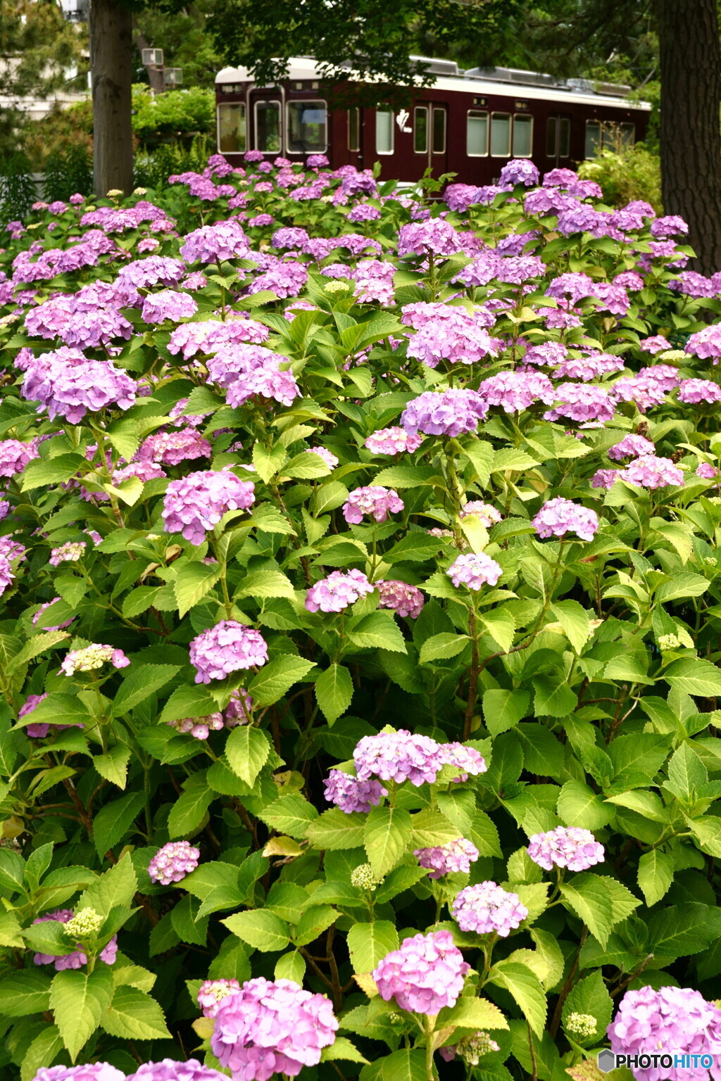 阪急と紫陽花