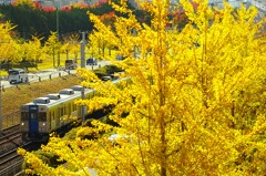 泉北高速鉄道　　最後の秋
