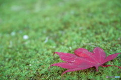 red＆green