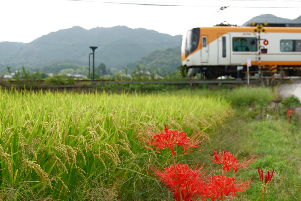 彼岸花と踏切の風景