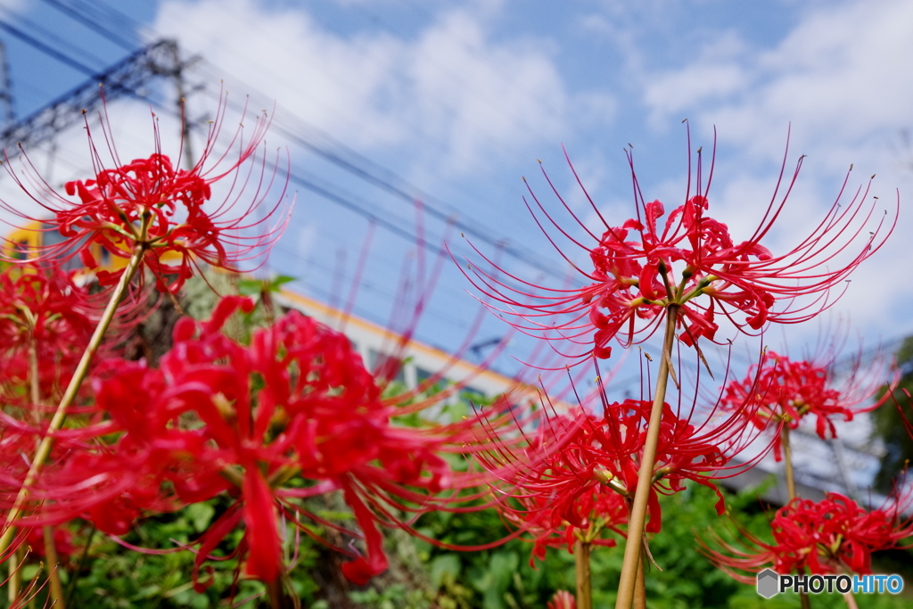神無月　伊勢路　曼珠沙華