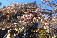 東本願寺と寒桜