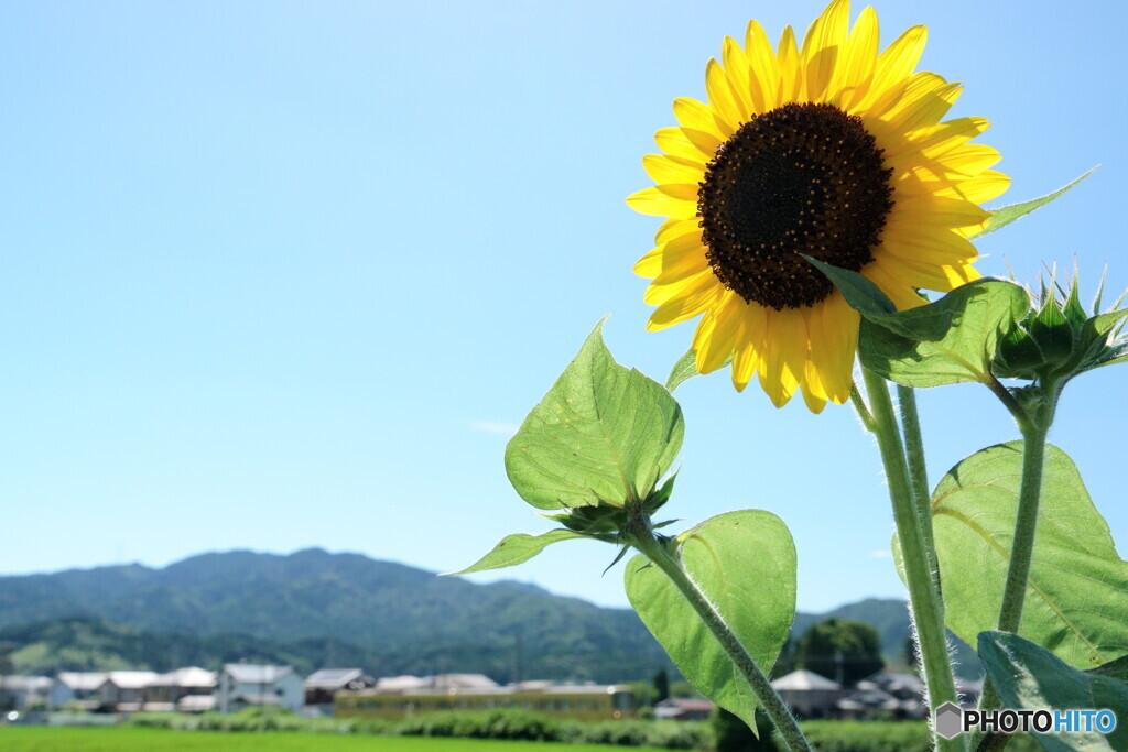 ひまわりと鉄道の風景