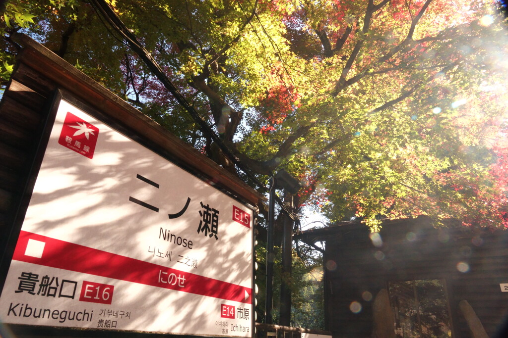 モミジ葉の影