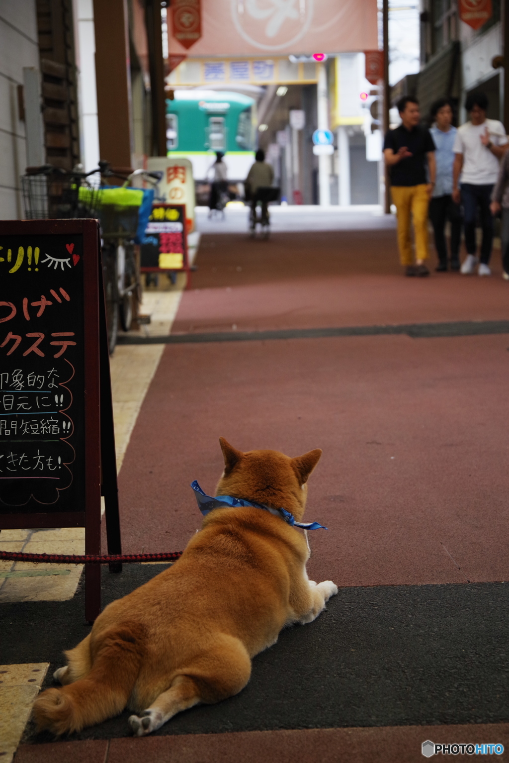 わんこの目線で京阪を見る
