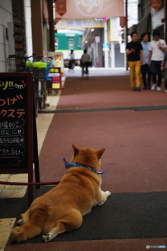 わんこの目線で京阪を見る