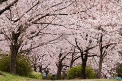 桜づつみ回廊2021年3月28日午前10時