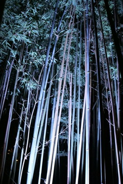 青竹