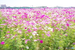 加古川線　×　秋桜