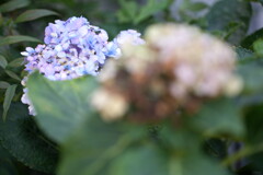 九月の紫陽花