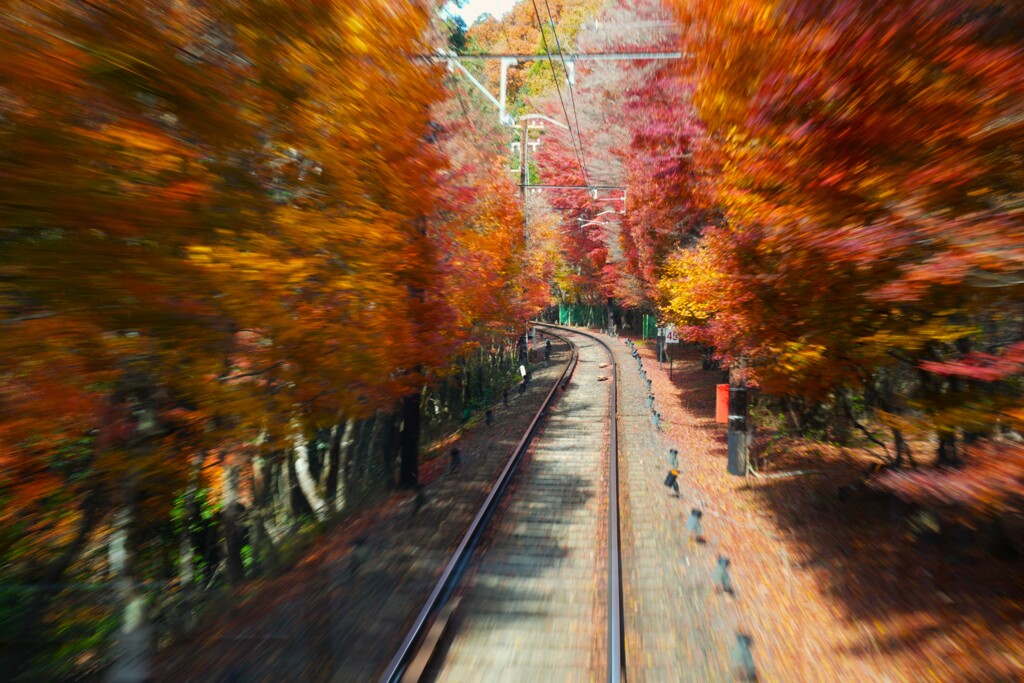 もみじのトンネル