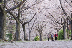 桜づつみ回廊　朝散歩4／11