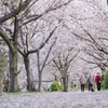 桜づつみ回廊　朝散歩4／11