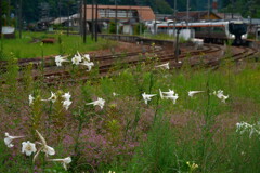花と鉄道の風景