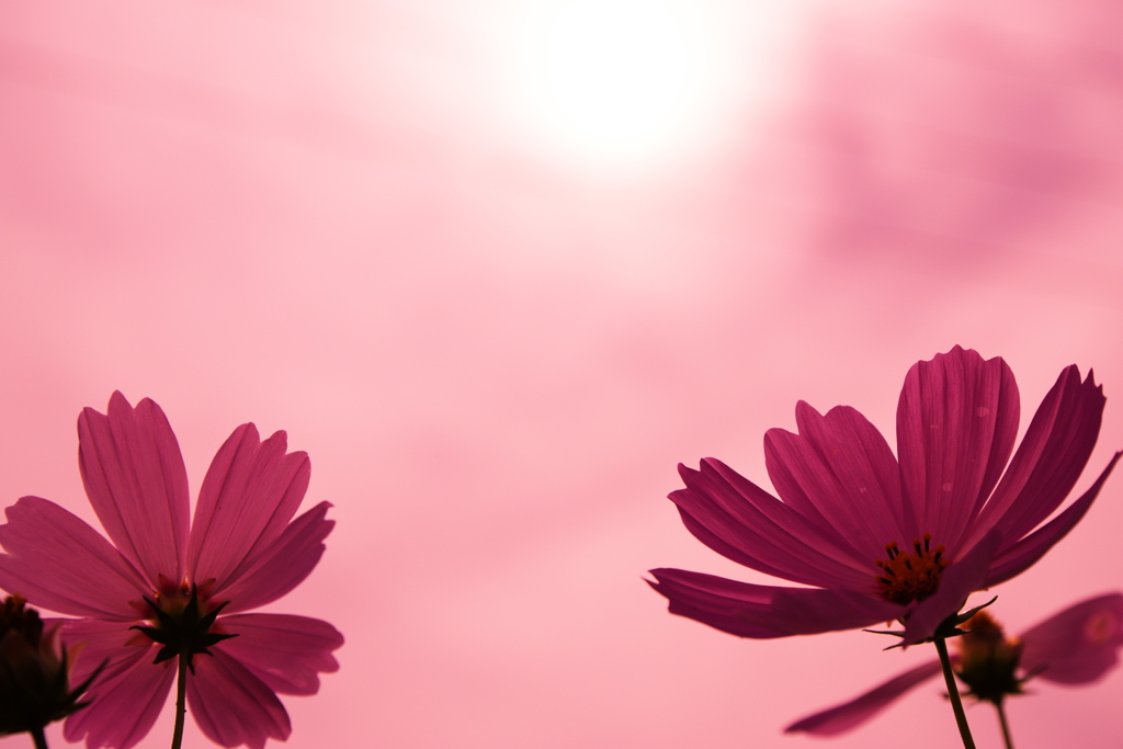 秋桜