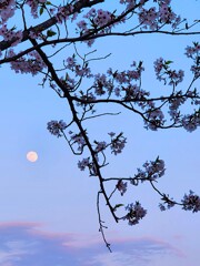 夕刻　東の空を見る