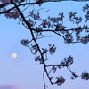 夕刻　東の空を見る