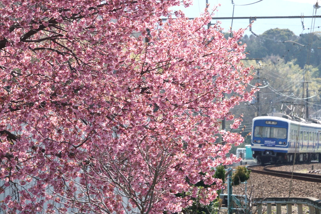 河津桜と鉄道の風景