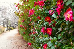桜づつみ回廊の冬
