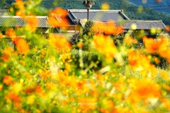 瓦屋根のある風景 瓦屋根のある風景