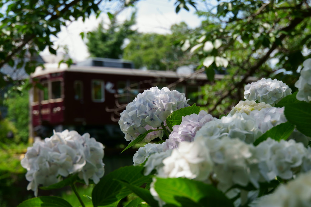 阪急「水無月➁」