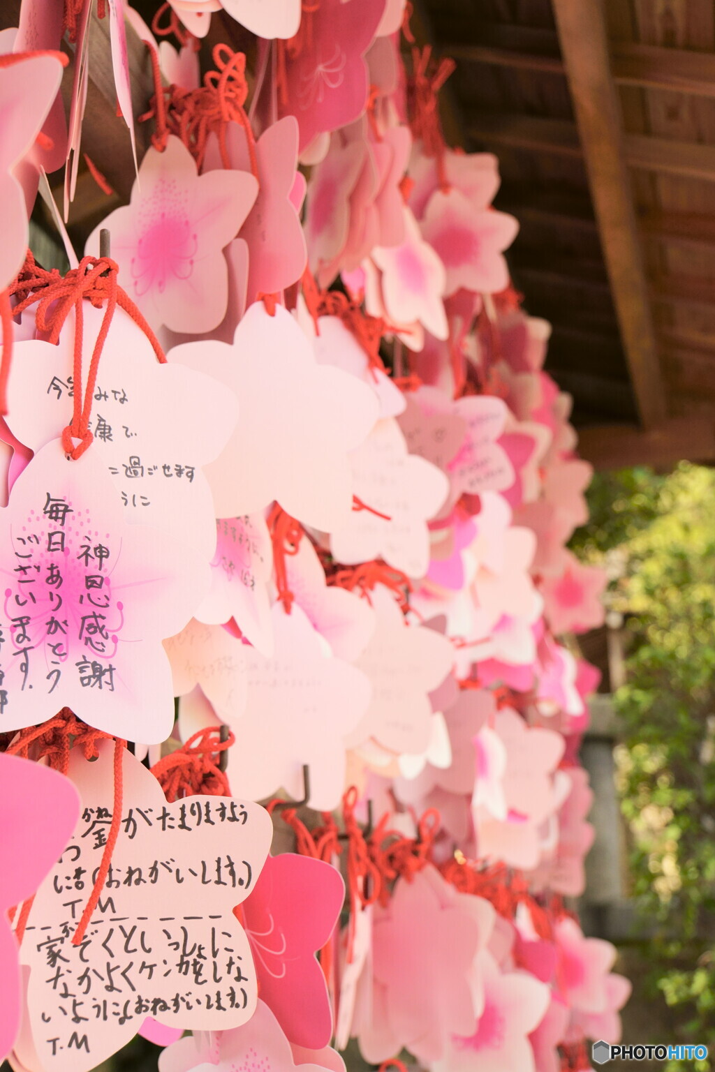 つつじの花に願いを